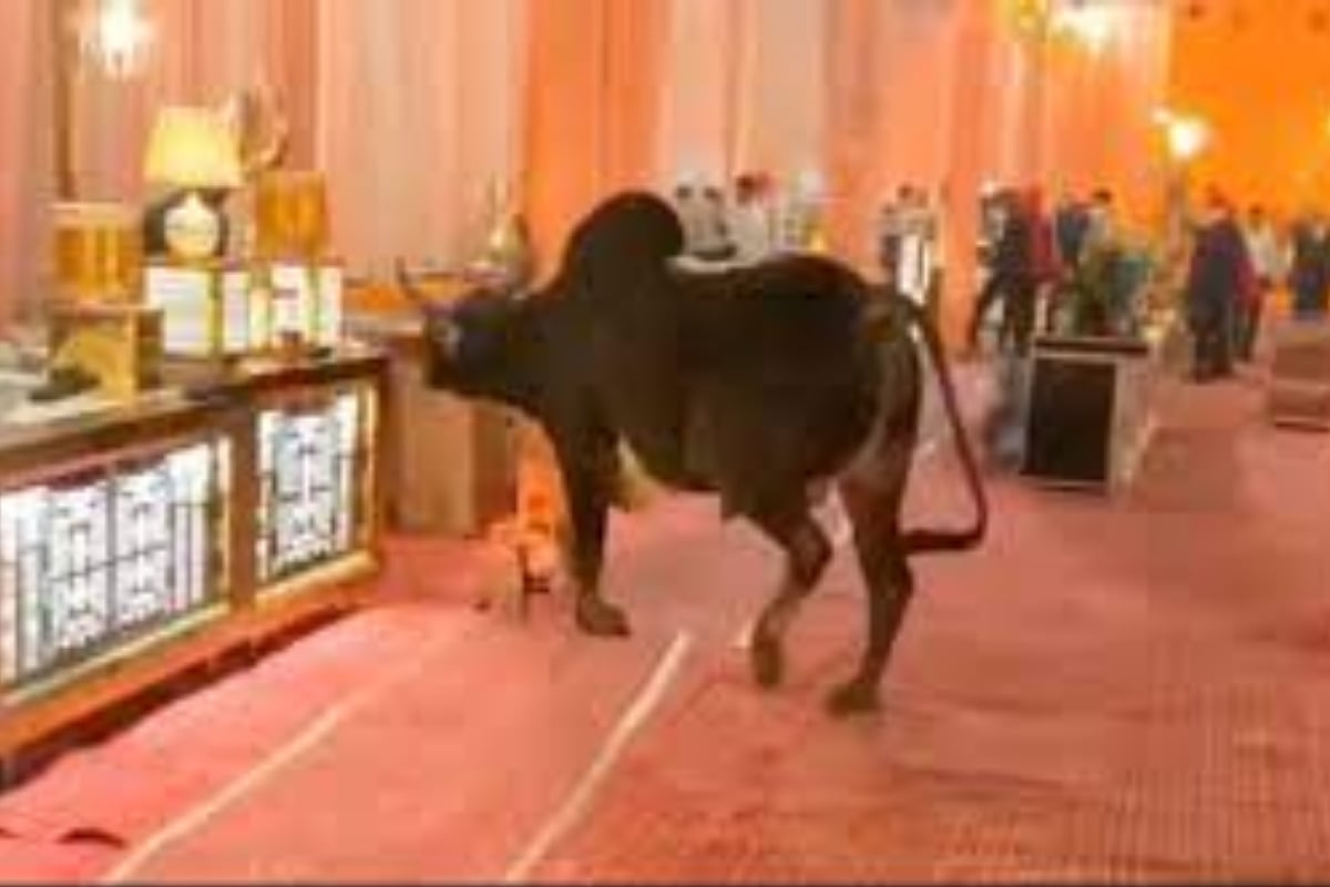 Bull Ran Amok at a Wedding