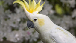 Cockatoo