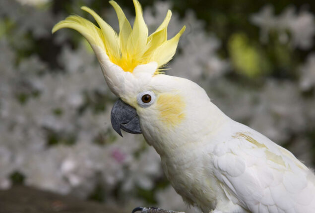 WATCH: Cockatoo performs its “original musical piece” on the xylophone