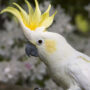 WATCH: Cockatoo performs its “original musical piece” on the xylophone