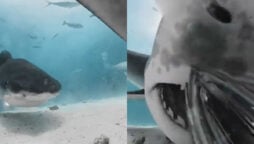 Shark swallows camera giving us a unique look inside its mouth