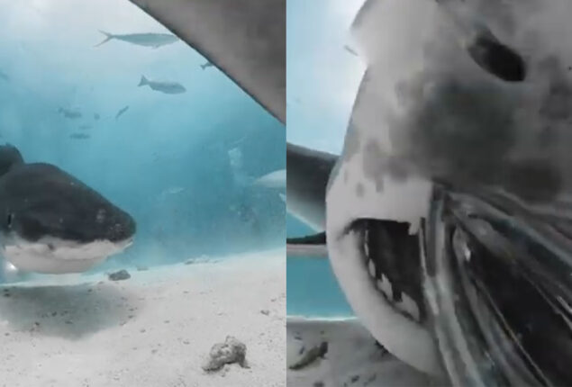 Shark swallows camera giving us a unique look inside its mouth