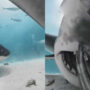 Shark swallows camera giving us a unique look inside its mouth