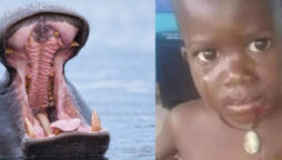 Hippo