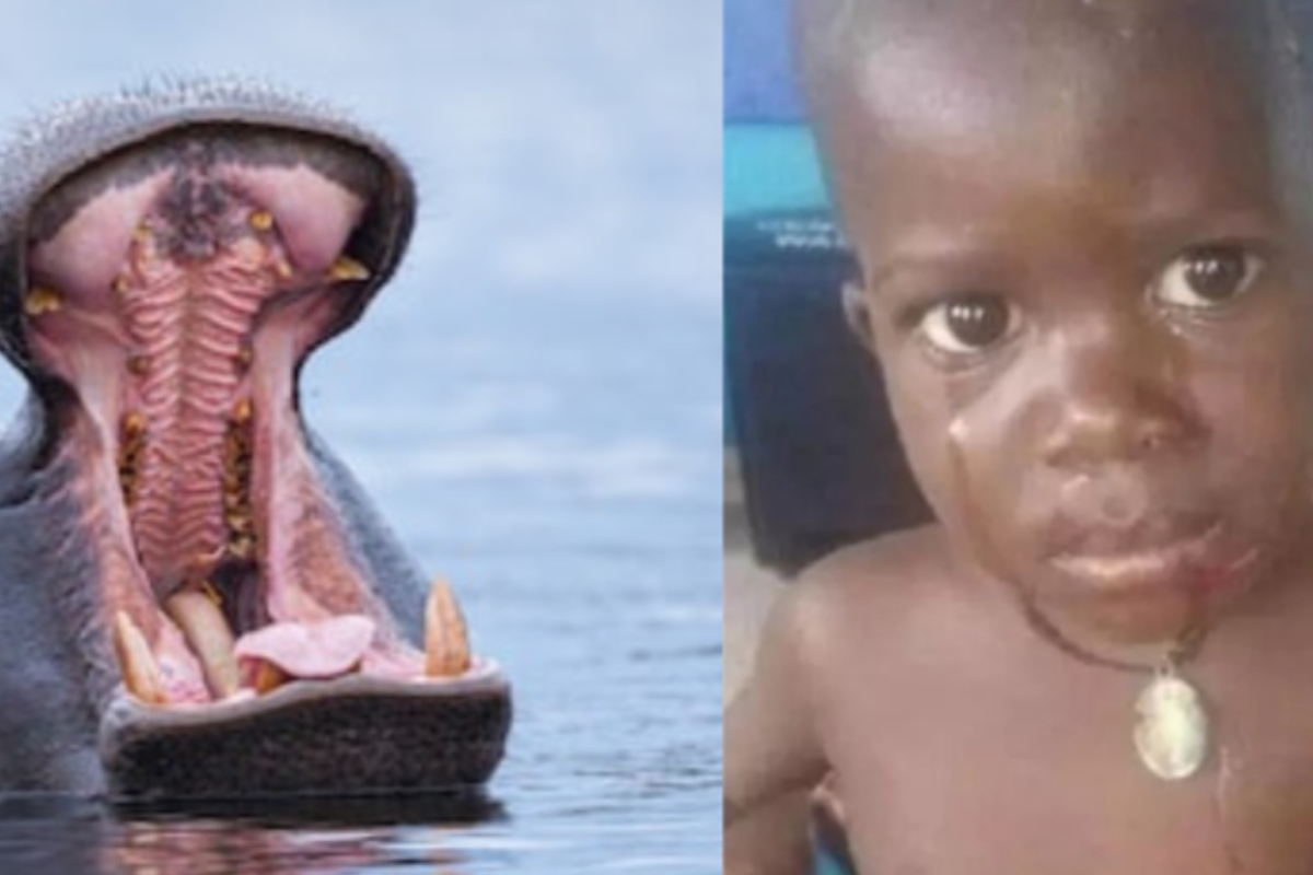 Hippo