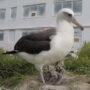 Wisdom, world’s oldest wild bird, spotted in US at the age of 71
