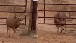 Deer extraordinary intelligence for escaping a barrier gate: Watch