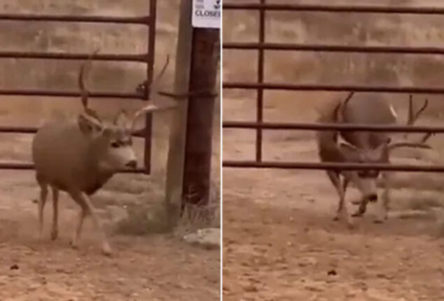 Deer extraordinary intelligence