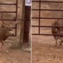 Deer extraordinary intelligence for escaping a barrier gate: Watch