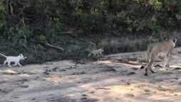 lion cub
