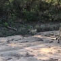 Viral video: White lion cub runs behind her mother