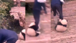 Funny video: Panda playing with its caretaker goes viral