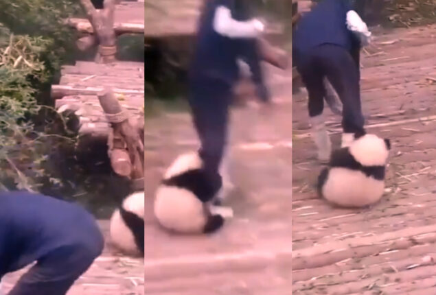Panda playing with its caretaker