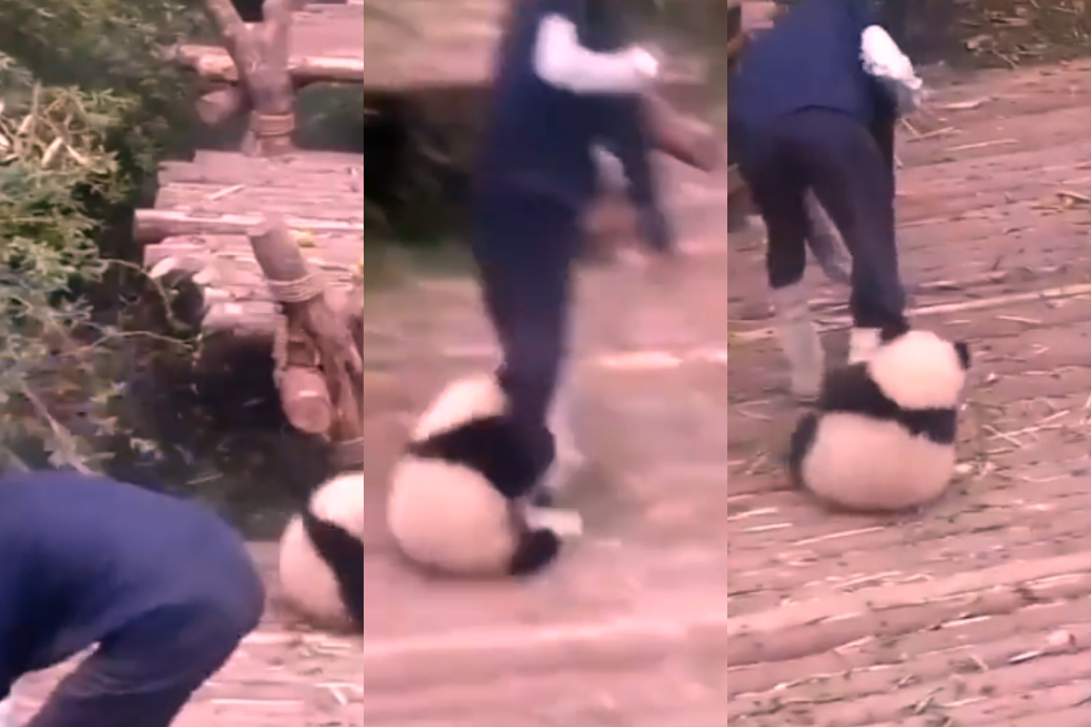 Panda playing with its caretaker