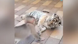 Watch: Baby monkey, tiger cub form unusual friendship