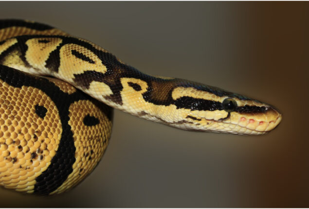Scientists find sexual organs on female snakes