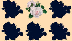 Brain Teaser: Identify the right shadow of the flowers in 10 secs!