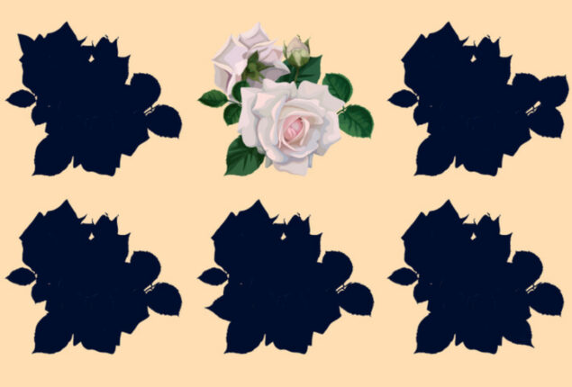 Brain Teaser: Identify the right shadow of the flowers in 10 secs!