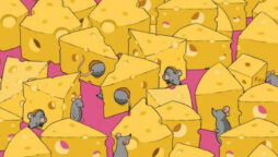 Optical Illusion: Spot the dice between mice and cheese in 9 secs