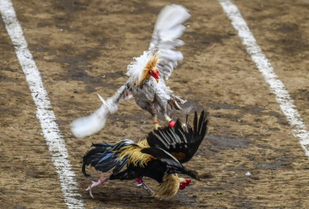 Six cockfighters charged with kidnapping in Philippines
