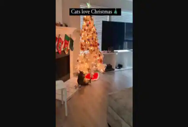 Curious cat investigates Christmas tree; see what happens next