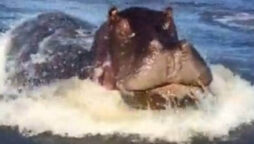 Angry hippo pursues motorboat in viral video