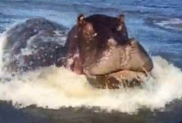 Angry hippo