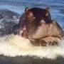 Angry hippo pursues motorboat in viral video
