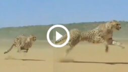 Cheetah runs 100 km per hour, stuns netizens: Viral Video