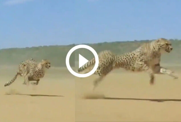 Cheetah