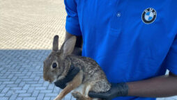 Employee runs around store to find rabbit he saved from car: Watch