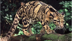 Clouded leopard