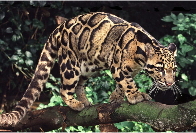 Clouded leopard