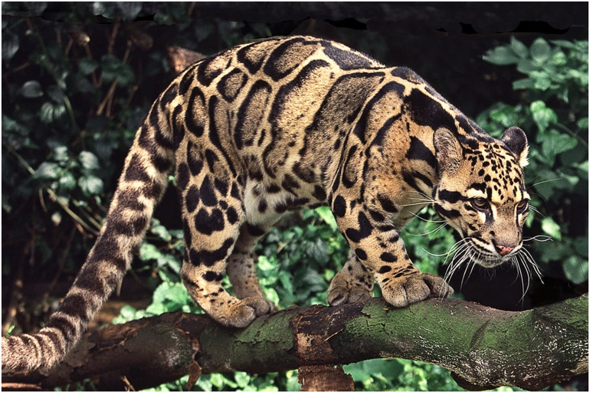 Clouded leopard