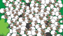 Optical Illusion: Find a dog and sleeping sheep inside the flock 