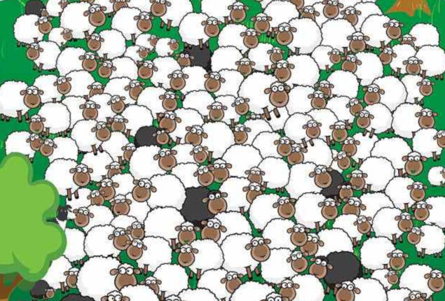 Optical Illusion: Find a dog and sleeping sheep inside the flock 