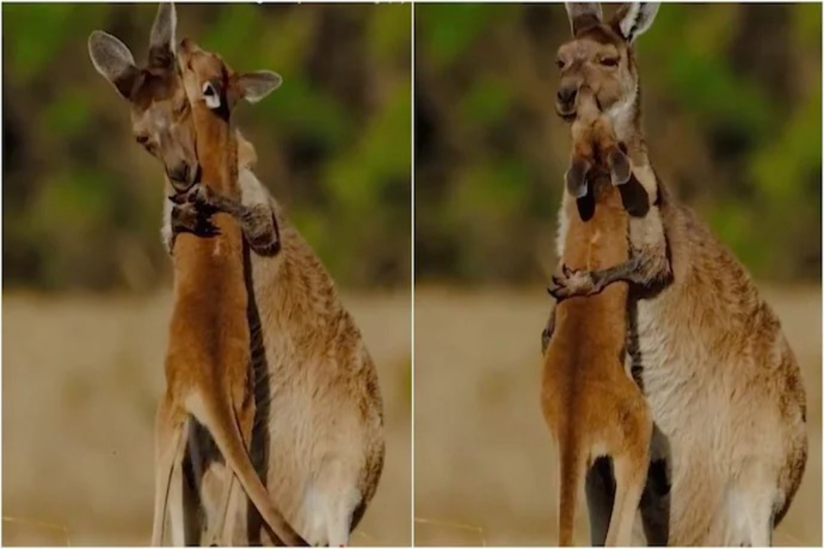 kangaroo