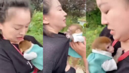 Baby monkey’s separation from human mom will make you cry