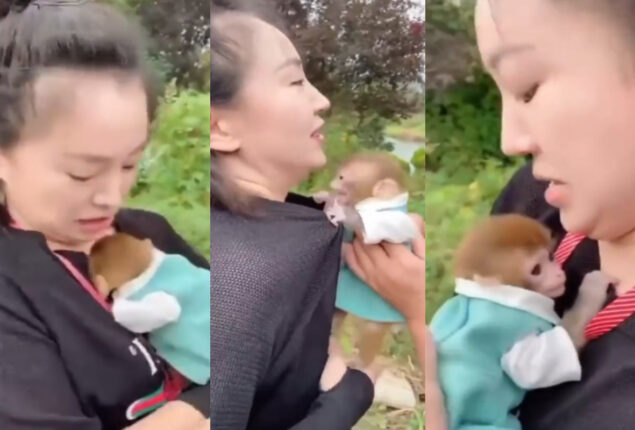 Baby monkey’s separation from human mom will make you cry