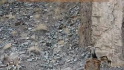 Optical Illusion: Find the hidden snow leopard in 9 seconds