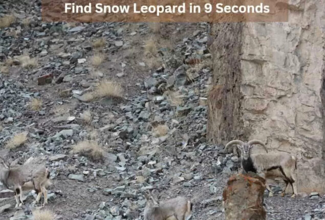 Optical Illusion: Find the hidden snow leopard in 9 seconds
