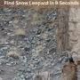 Optical Illusion: Find the hidden snow leopard in 9 seconds