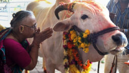 Indian court claim cow dung protects from radiation