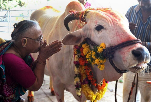 Indian court claim cow dung protects from radiation