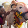 Indian court claim cow dung protects from radiation