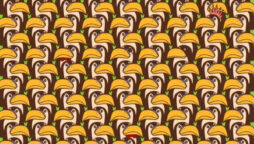 Optical Illusion: Find a penguin among the pelicans in 7 seconds