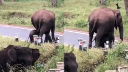 Viral Video: Mother elephant teaches little one to cross road