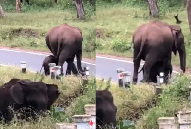 Mother elephant