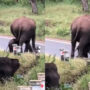 Viral Video: Mother elephant teaches little one to cross road
