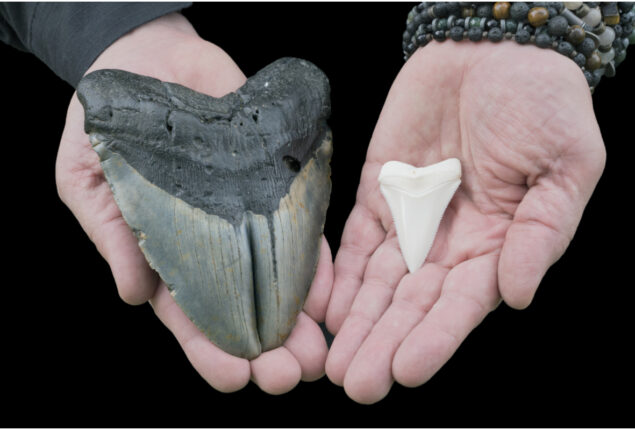 9-year-old girl discovers a megalodon shark tooth on Maryland beach